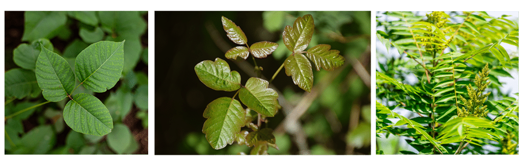 Differences Between Poison Ivy & Poison Oak - Indigo