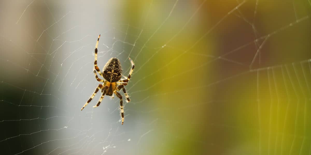 The Surprising Cause of Most 'Spider Bites