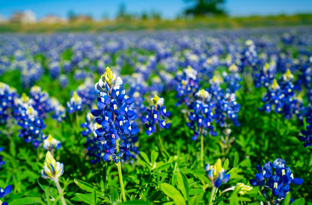 Seasonal allergies and sinus issues are common in Texas. Learn how to tell the difference, manage symptoms, and know when medical care may help.​