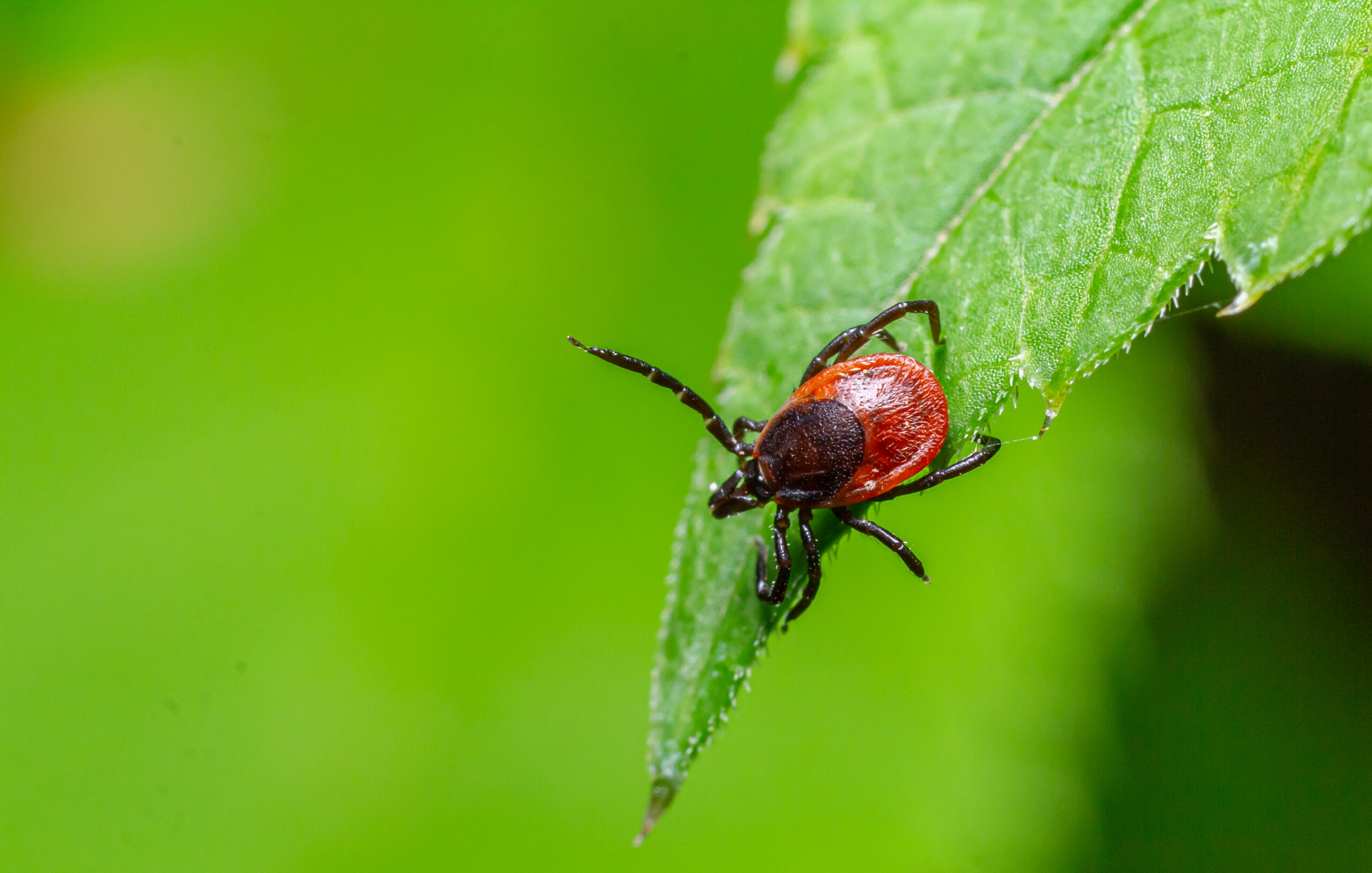 Tick season peaks in May and June. Learn key stats on Lyme disease, how to safely remove ticks, prevention tips, and when to visit urgent care.